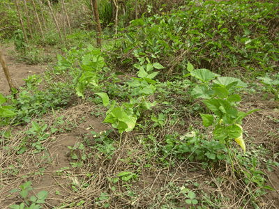 lgumes