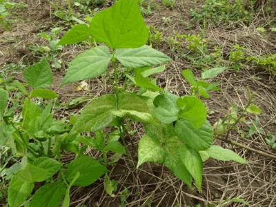 lgumes
