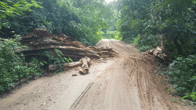 Fallen tree