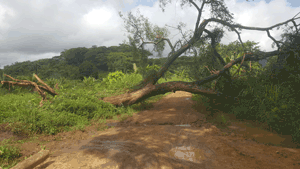 Arbre