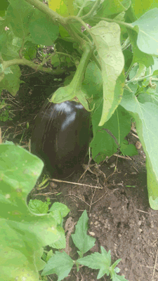 lgumes