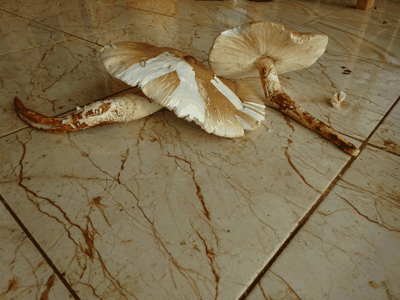 champignon