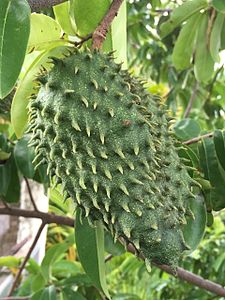 sop fruit