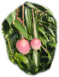 Mangue sanguine