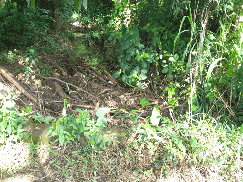 Banana trees in Kimvuo