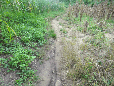 Pont sur la Mlolwa
