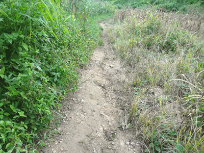 Pont sur la Mlolwa