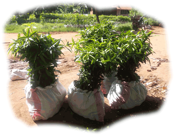 plants