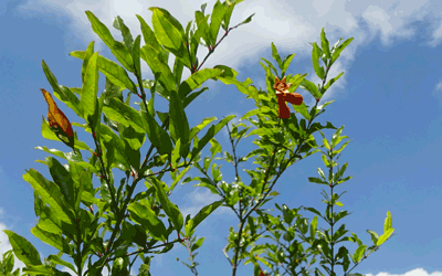 arbres en fleurs