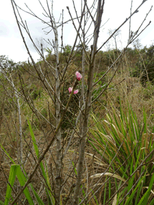 arbres en fleurs