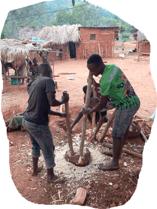 Pilage du tubercule